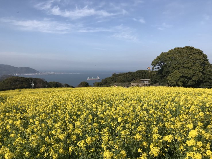 Fields of canola at the Nokonoshima Island Park