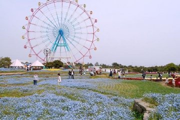 Nemophila, or baby blue eyes, at the Uminonakamichi Flower Park