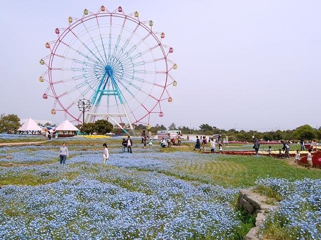 Nemophila, or baby blue eyes, at the Uminonakamichi Flower Park