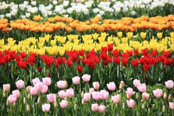 Rows of tulip varieties at Flower Park Kagoshima