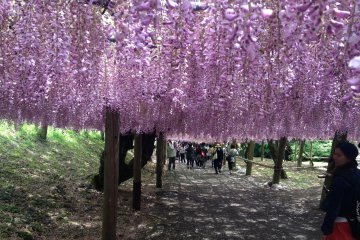Kawachi Wisteria Garden in Fukuoka