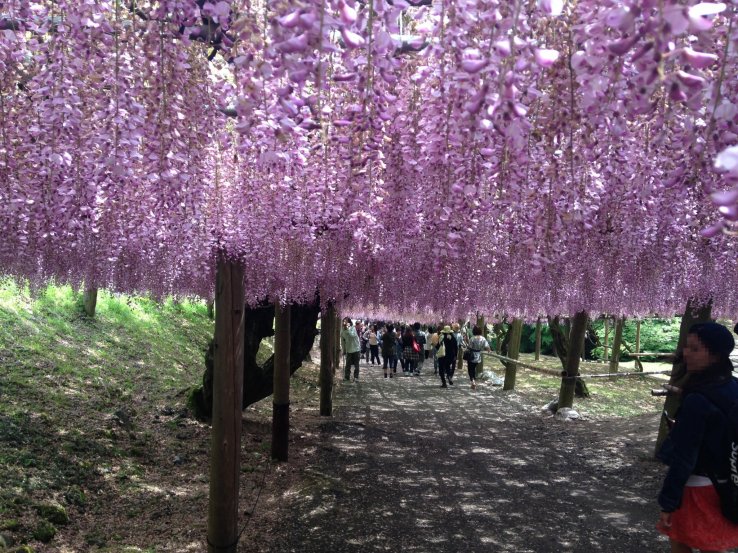 Kawachi Wisteria Garden in Fukuoka