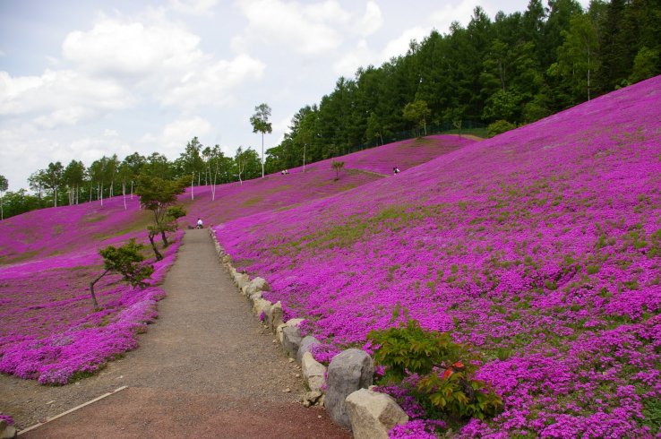 Takinoue Park is known for its shibazakura, or moss phlox