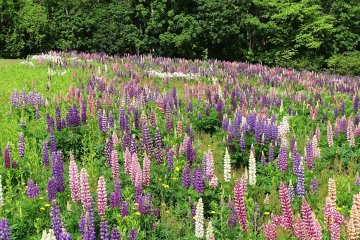 Lupines at Hokusei-no-Oka Observatory Park