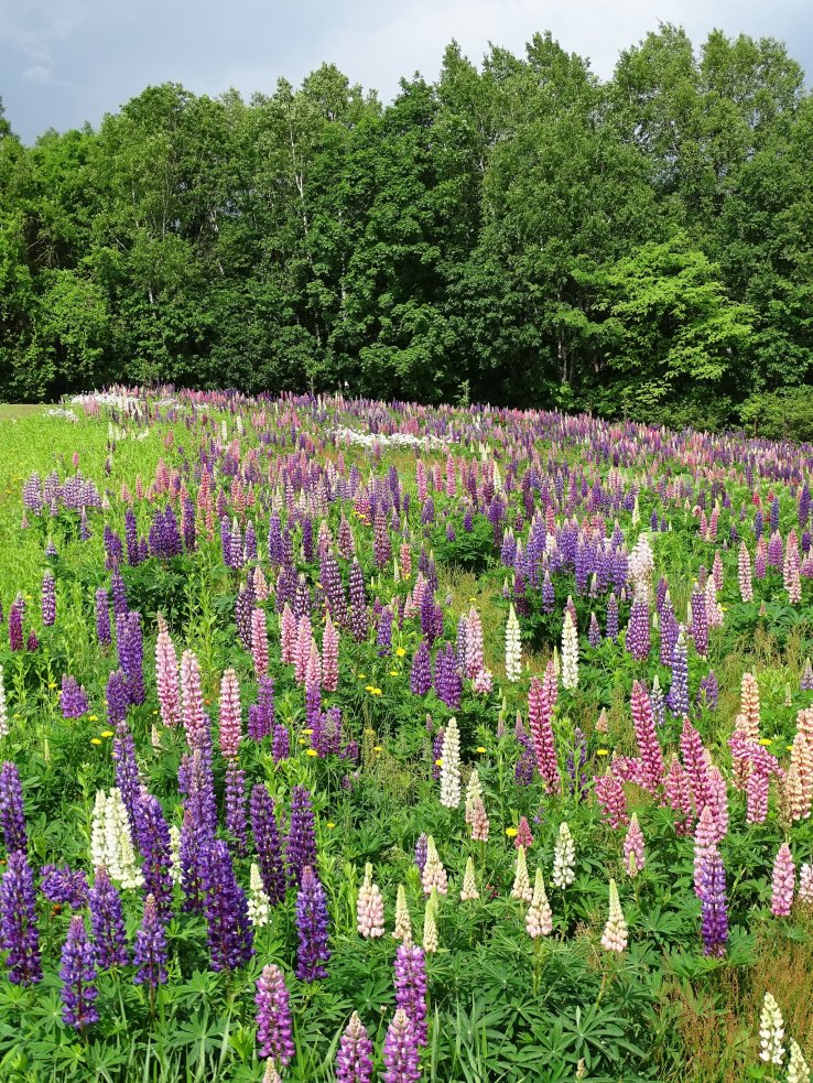 Lupines at Hokusei-no-Oka Observatory Park