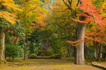 Autumn Leaves at Kogenji Temple