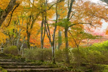 After passing through the gate is a tunnel of red leaves.