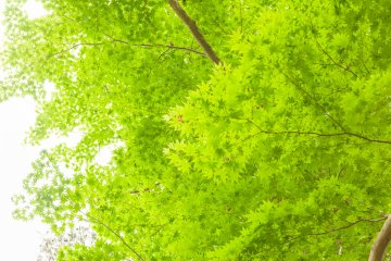 Bright green leaves