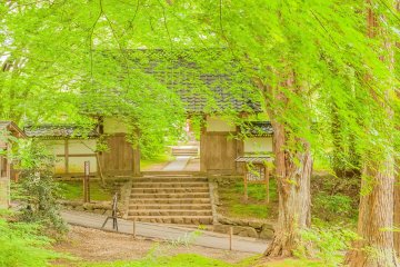 Lush greenery near Daichojuin