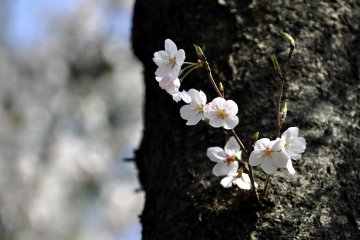 Adachi City Ward - Parks & Gardens