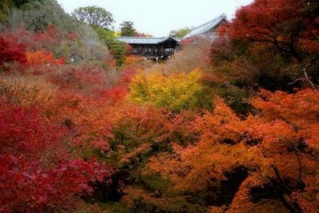 Tofuku-ji floats above a sea of crimson