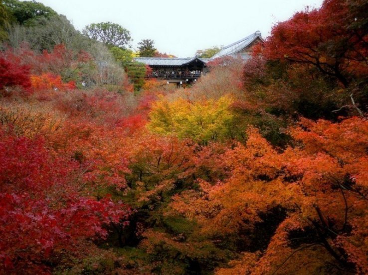 Tofuku-ji floats above a sea of crimson