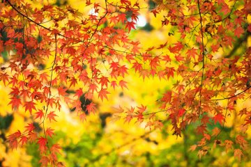 Autumn in Kyoto