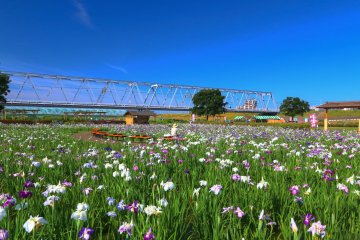 Koiwa Shobuen Garden