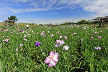 Edogawa City Ward - Parks & Gardens