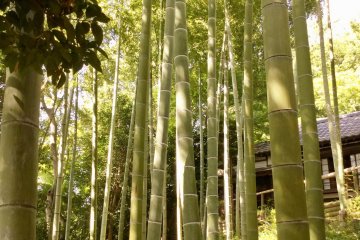 A bamboo grove meets you on the cobbled steps up to the house