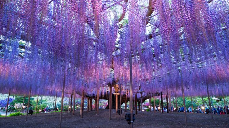 Ashikaga Flower Park