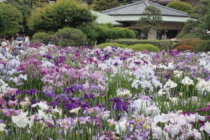 Horikiri Iris Garden