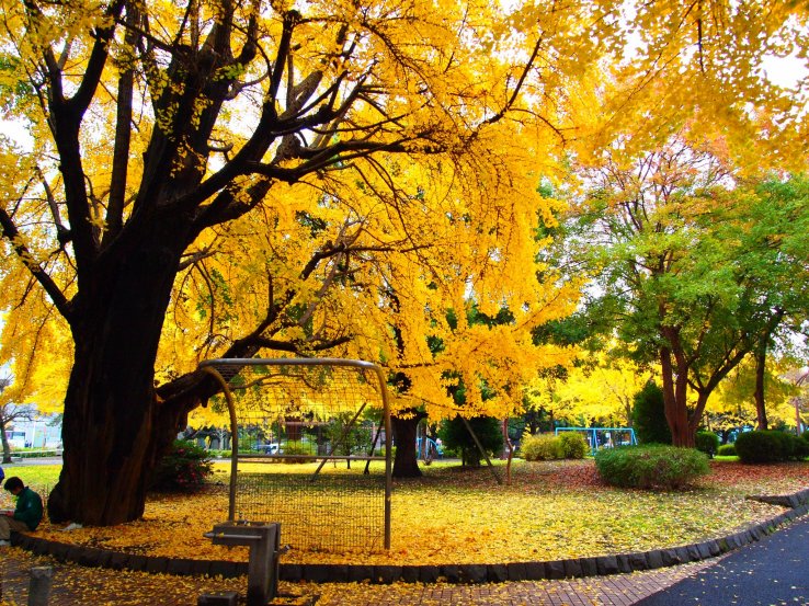 Shiba Park