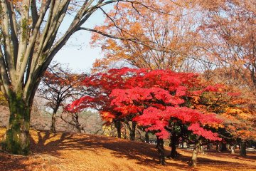 Nerima City Ward - Parks & Gardens