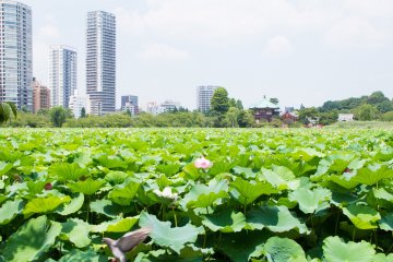 Taito City Ward - Parks & Gardens