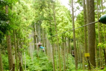 Swinging through the forest.