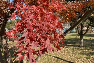 Rokusen Park