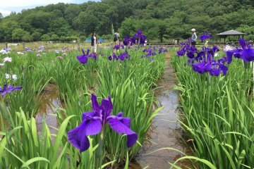 Higashimurayama City - Parks & Gardens