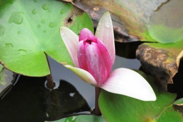 One of the last of summer's blooms
