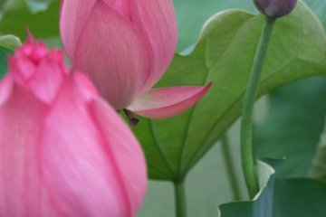 Pink and green everywhere