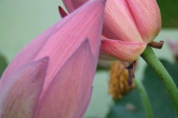 Some of the lotus are open, and some still closed