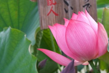 Sign in the pond identifying the type of lotus