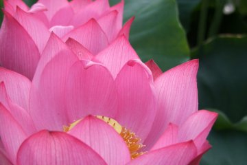 Japanese lotus are large and soft