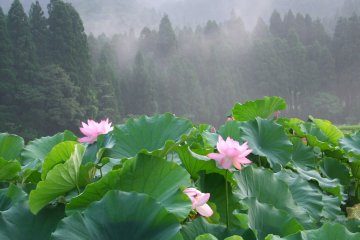 A lovely morning mist blanketed the lotus ponds