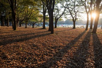 Koganei Park