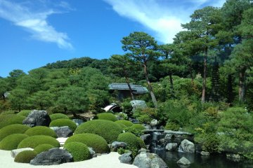 <p>Des rochers et pins recueillis dans tout le Japon</p>