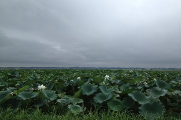 The Lotus Ponds of Kasumigaura