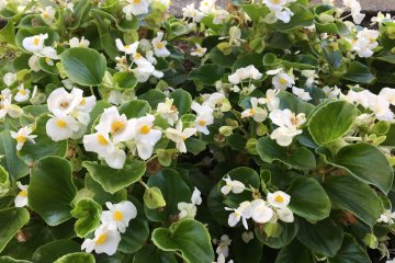 Hamura City flowers