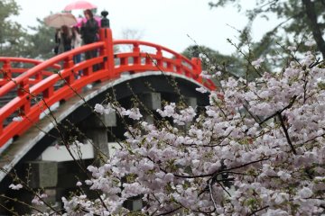 Taiko-bashi and sakura