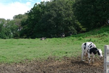 The farm. They use the fresh milk to produce their own ice cream. Yummy!