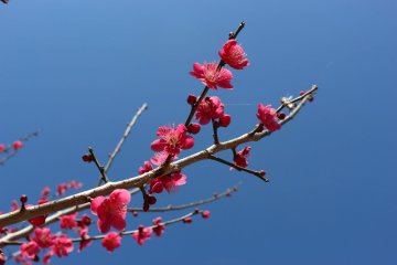 Mt Hodo Plum Blossom Festival 2027