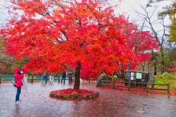 Entrance to Goshiki-numa trail
