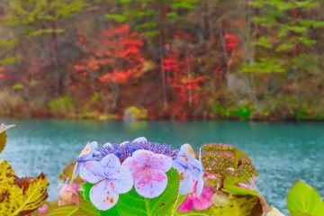 Hydrangea still in bloom at  Bishamonnuma Pond