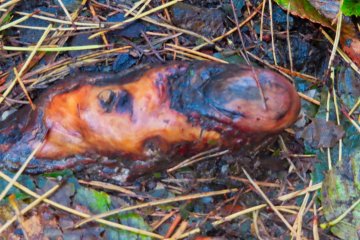 We just saw a sign to watch out for aggressive bears and looked down at what appeared to be a severed finger, but it was only a tree root