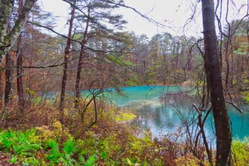 Emerald green color at Rurinuma Pond