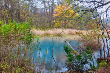  Blue Aonuma Pond