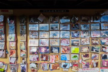The Neko Inari Shrine, cat photos