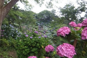 Shimoda Hydrangea Festival