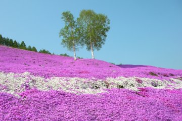Higashimokoto Shibazakura Park