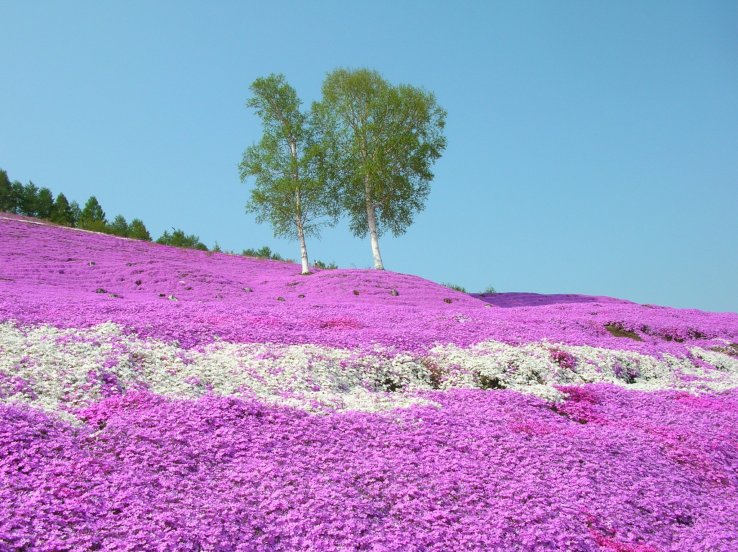 Higashimokoto Shibazakura Park